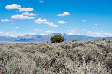 arka planda dağ sırası ile yeşil çayır