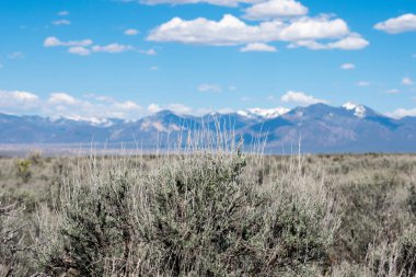 arka planda dağ sırası ile yeşil çayır