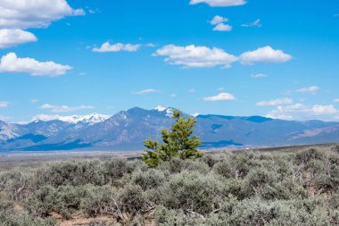 arka planda dağ sırası ile yeşil çayır