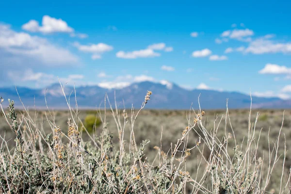 arka planda dağ sırası ile yeşil çayır