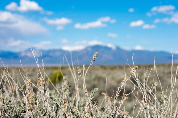 arka planda dağ sırası ile yeşil çayır