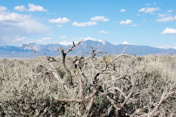 Dağ çöl peyzaj, kayalar ve çim