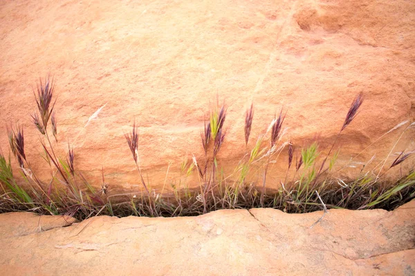 Скалистая Поверхность Сушеными Растениями — стоковое фото