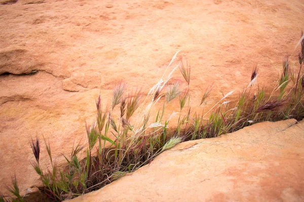 Трава Растет Трещине Песчаника — стоковое фото
