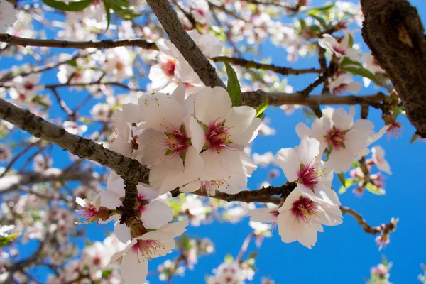 Lindas Flores Primavera Florescendo Vista Perto — Fotografia de Stock