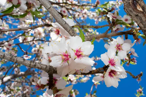Lindas Flores Primavera Florescendo Vista Perto — Fotografia de Stock