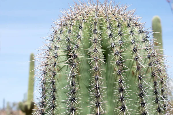 Groene Cactus Tegen Blauwe Hemel — Stockfoto