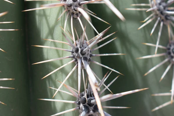 Cactus Verde Contro Cielo Blu — Foto Stock