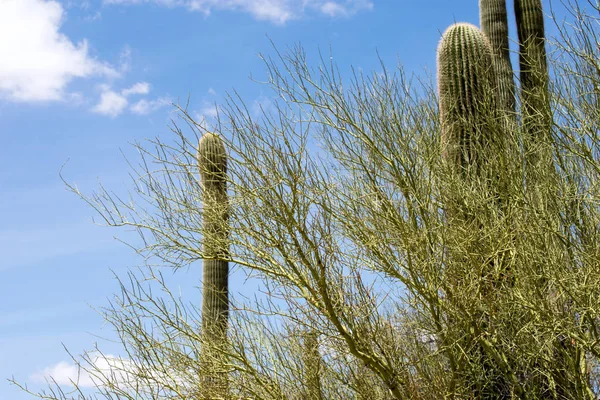 Növények Kaktuszok Elhagyatott Területen — Stock Fotó