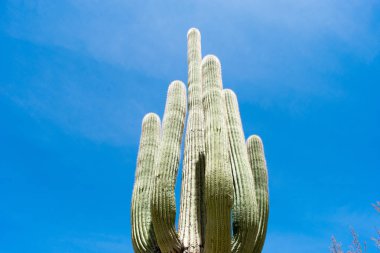 Mavi gökyüzü karşı yeşil kaktüs