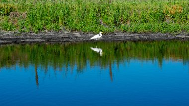 Nehir suyunda duran beyaz leylek