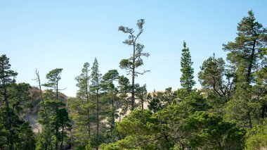 Kozalaklı ormanlı kum tarlası manzarası