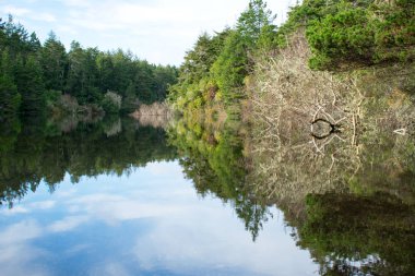 Nehir ve ormanlı yaz manzarası