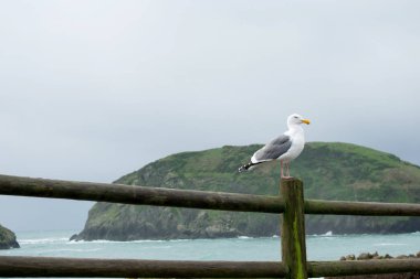 Seagull Ocean Beach ahşap çit üzerinde oturan.