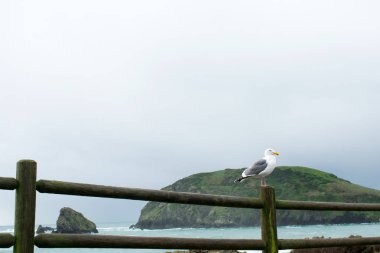 Seagull Ocean Beach ahşap çit üzerinde oturan.