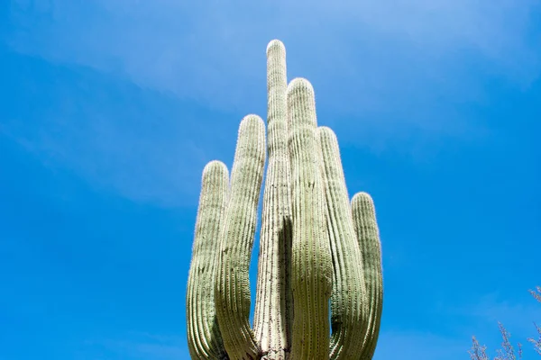 Cactus Verde Contra Cielo Azul —  Fotos de Stock