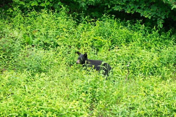 Petit Ours Brun Cachant Dans Les Plantes Vertes — Photo