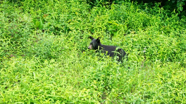 Petit Ours Brun Cachant Dans Les Plantes Vertes — Photo