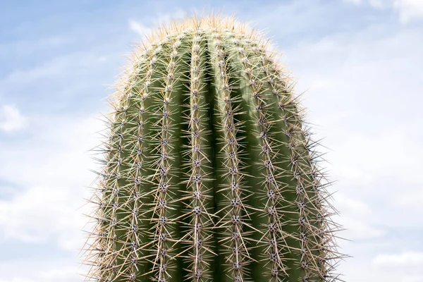 Groene Cactus Tegen Blauwe Hemel — Stockfoto