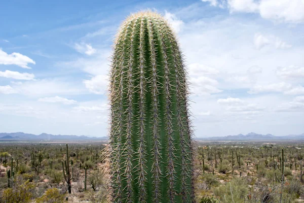 Grüner Kaktus Gegen Blauen Himmel — Stockfoto