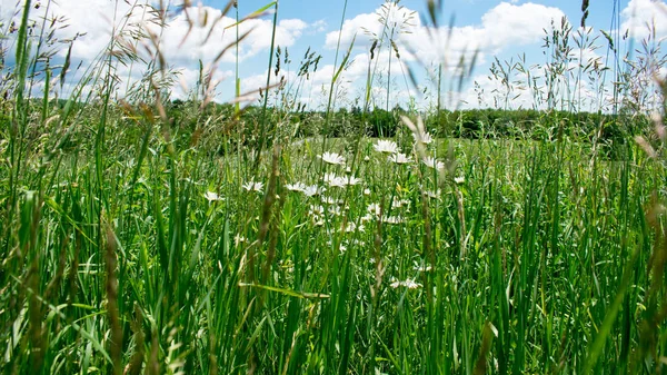 Fiori Bianchi Selvatici Che Sbocciano Sul Prato Verde — Foto Stock