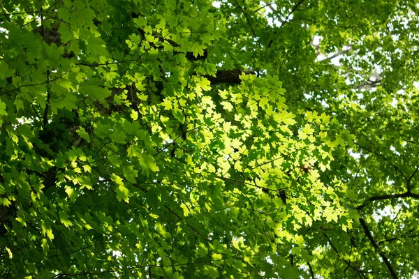 Folhas Verdes Exuberantes Floresta Caduca — Fotografia de Stock