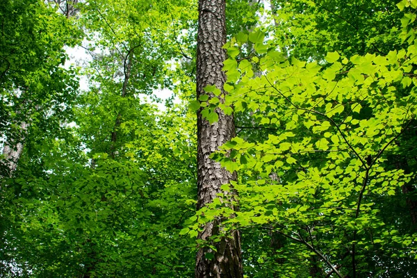 Foglie Verdi Lussureggianti Foresta Decidua — Foto Stock