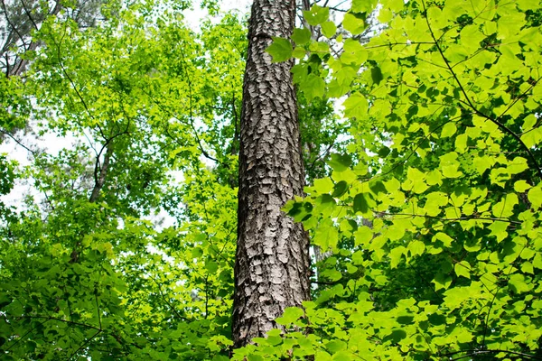 Foglie Verdi Lussureggianti Foresta Decidua — Foto Stock