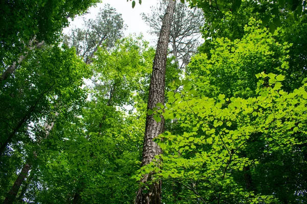 Hojas Verdes Exuberantes Bosque Caducifolio —  Fotos de Stock