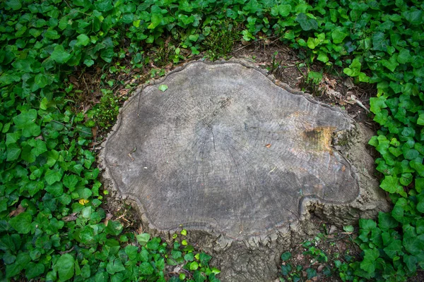 Erba Verde Ceppo Albero Sul Terreno — Foto Stock