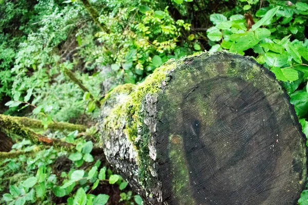 Madeira Serrada Floresta Verde Close — Fotografia de Stock