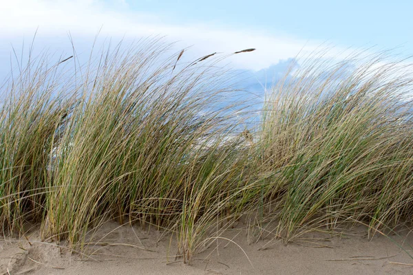 Ψηλό Γρασίδι Στην Αμμώδη Παραλία Κοντινό — Φωτογραφία Αρχείου