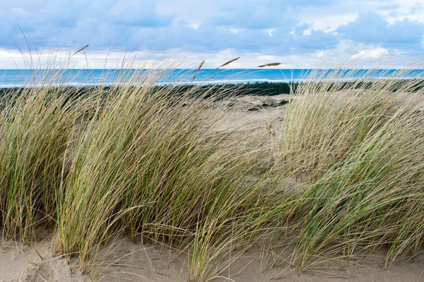 Hohes Gras Sandigen Meeresufer Nahaufnahme — Stockfoto