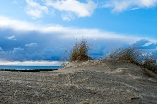 Hoog Gras Zanderige Kust Close — Stockfoto