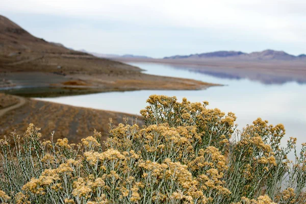 Flores Amarillas Con Montañas Río Sobre Fondo —  Fotos de Stock