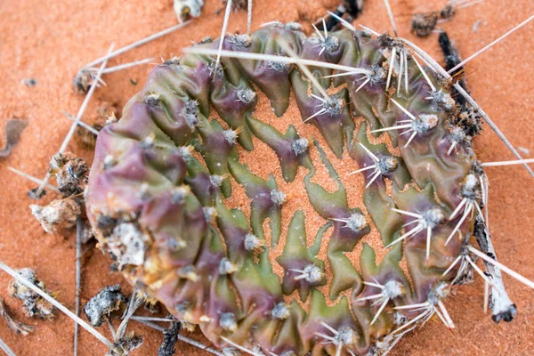 Cactus Épineux Plante Tranchante Avec Aiguilles — Photo