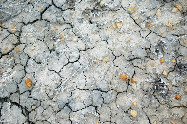 Dried Cracked Ground Texture — Stock Photo, Image