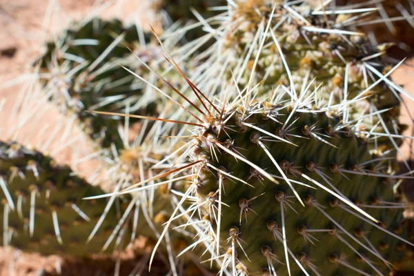 Špičaté Kaktusy Ostré Rostliny Jehlami — Stock fotografie
