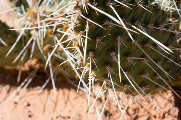 砂漠の砂の中のスパイキーなサボテンの植物 — ストック写真