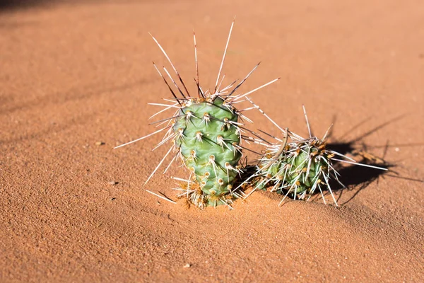 Spiky cacti plants in desert sand