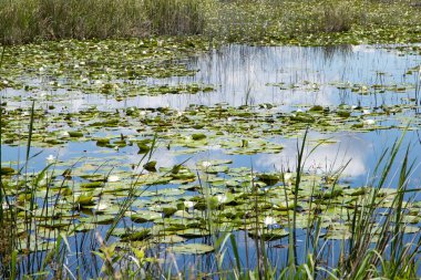 Lotus bitkiler ve Reed ile büyümüş nehir