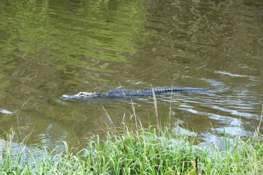 sakin suda yüzen timsah