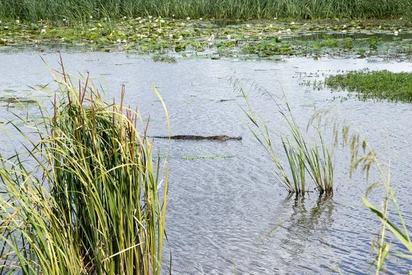 Аллигатор Плавает Спокойной Воде — стоковое фото
