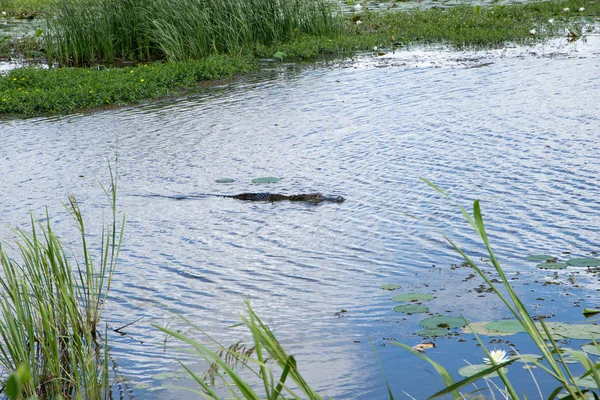 Alligatore Nuotare Acque Calme — Foto Stock