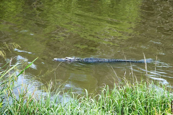 Alligator Schwimmt Ruhigem Wasser — Stockfoto