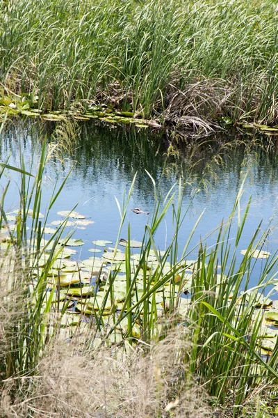 Rivière Envahie Plantes Lotus Roseau — Photo