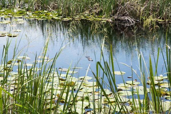 Rio Coberto Com Plantas Lótus Junco — Fotografia de Stock