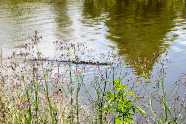 Аллигатор Плавает Спокойной Воде — стоковое фото