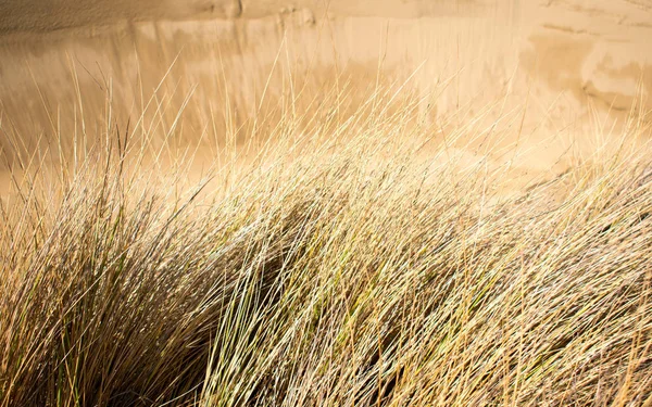 Paisagem Campo Areia Com Grama Seca — Fotografia de Stock