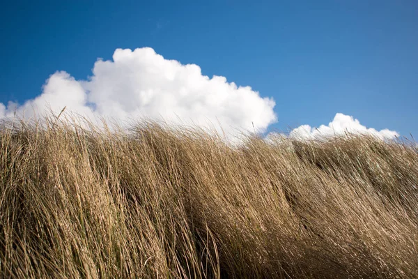 Hierba Seca Con Fondo Cielo Azul — Foto de Stock